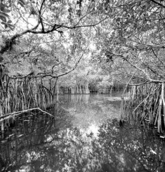 Owners & Management Teams