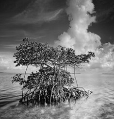 Independent Equity Sponsors